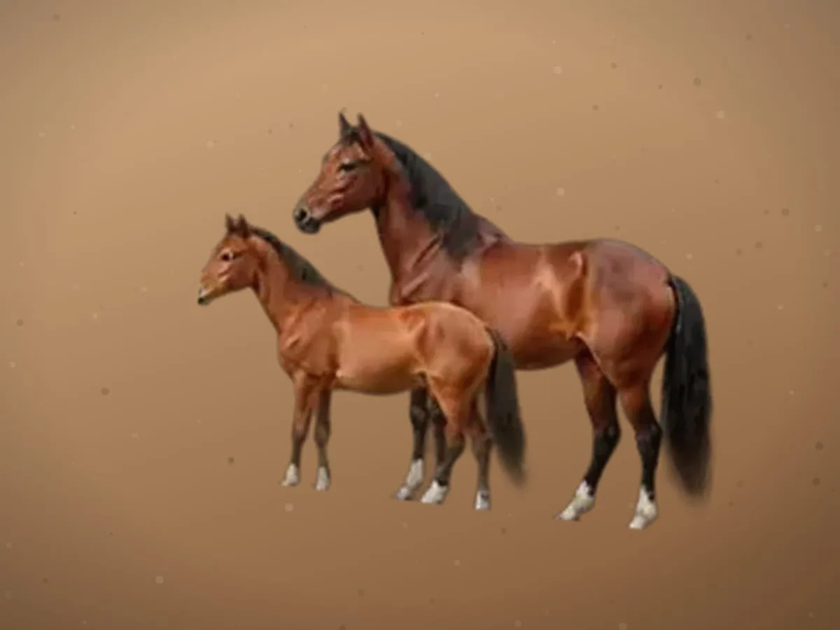 Toy, arab zoti sotiladi