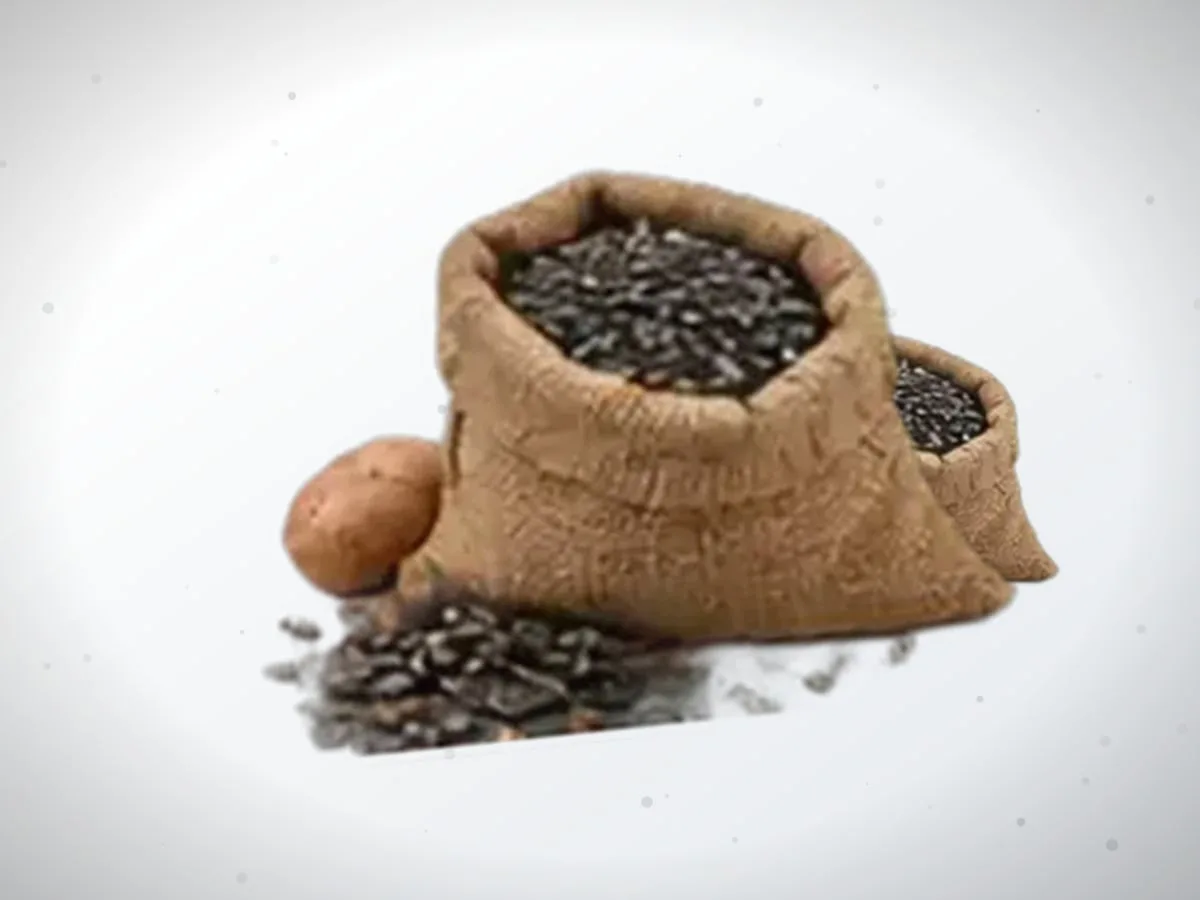 Sabzi urug‘i — 400 kg — 2