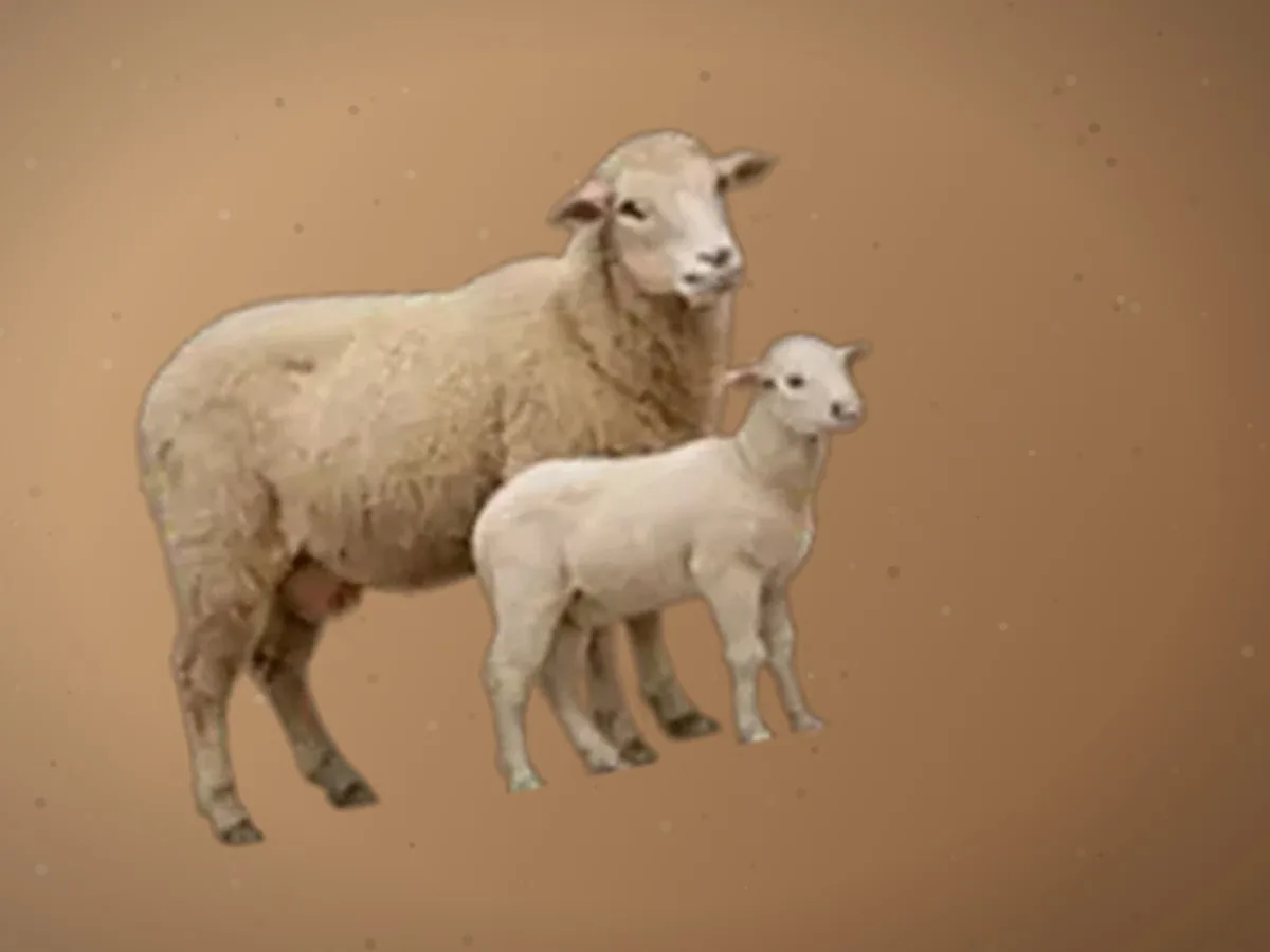 Uloq, jaydari zoti — 3 bosh, Navoiy — 2