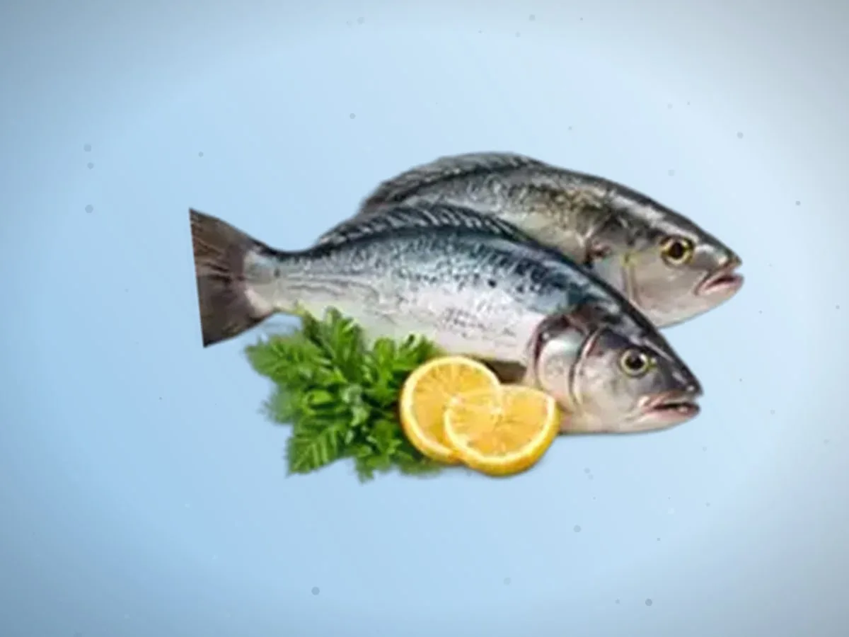 Forel — 300 kg